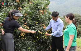 Nông dân Phú Thọ trúng lớn nhờ giống vải đạt OCOP 3 sao