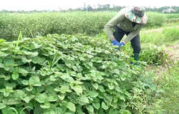 Kỳ vọng từ vùng trồng "lá Mùng 5" xứ Quảng