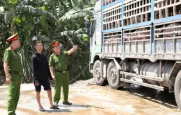 Xe tải chở 18 tấn lợn mắc dịch tả lợn châu Phi đi tiêu thụ