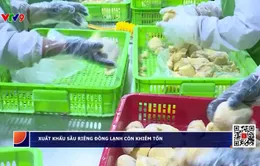 Lô sầu riêng đông lạnh đầu tiên được xuất khẩu