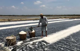 Hạt muối trắng Cần Giờ đứng trước cơ hội vàng vào chuỗi OCOP, siêu thị