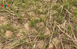 Quảng Nam chủ động phòng chống hạn mặn