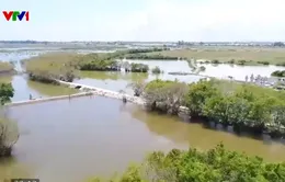 Mang lại màu xanh cho vùng đầm phá ven biển