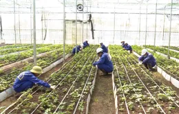 Kon Tum: Lo ngại "hợp pháp hóa" sâm trôi nổi