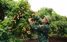 Chưa vào chính vụ, vải thiều đã lo “được mùa nhưng mất giá”