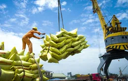 Xuất khẩu gạo đối diện với rủi ro kép