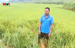 San gạt núi trái phép gây sạt lở xuống ruộng canh tác của người dân