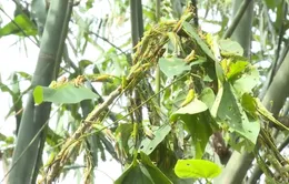 Châu chấu phá hoại nhiều diện tích măng luồng tại Quảng Bình