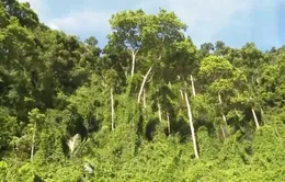 Bảo vệ rừng - Bảo vệ nguồn nước