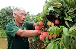 Vải trứng Hưng Yên được mùa, được giá