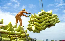 5 tháng đầu năm, giá gạo xuất khẩu giảm gần 19%