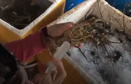 Phú Yên: Phát hiện cơ sở bơm tạp chất vào tôm hùm chết