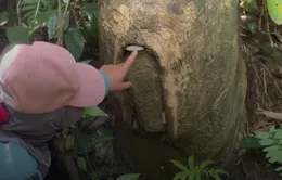 Làm tổ cho ong, giữ yên rừng già