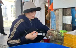 Phát hiện cơ sở bơm thạch rau câu vào tôm hùm chết để bán ra thị trường