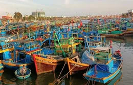 Bình Định kêu gọi 40 tàu cá trong vùng nguy hiểm của áp thấp nhiệt đới tìm nơi tránh trú an toàn