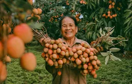 Cảm nhận niềm vui lao động qua bộ ảnh người dân thu hoạch vải