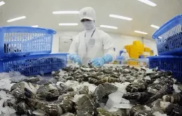 Doanh nghiệp xuất khẩu tôm chủ động thích ứng
