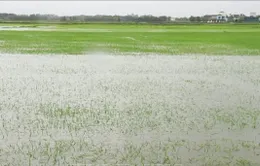 Ngập hơn 22.000 ha lúa và màu, mưa lũ vẫn chia cắt nhiều nơi ở miền Trung