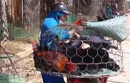 Gà tăng giá kỷ lục, chợ vẫn vắng bóng người bán