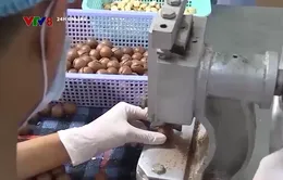 Hạt macca Nam Phi tìm thị trường mới