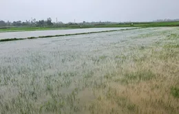 Quảng Bình: Hơn 7.400 ha lúa bị ngập do mưa lớn, nhiều khu vực bị chia cắt