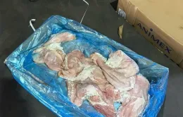 Gần 70 tấn nội tạng, thịt không rõ nguồn gốc trong kho lạnh ở TP Hồ Chí Minh