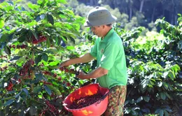 Nông sản Việt đối diện rủi ro tại châu Âu vì truy xuất nguồn gốc