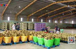 Quản lý chất lượng sầu riêng để giữ thị trường xuất khẩu