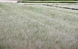 Quảng Bình khẩn trương cứu lúa, rau màu sau mưa lớn do bão số 1
