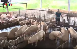 Mở rộng xuất khẩu vaccine tả lợn châu Phi