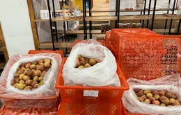 Vải thiều Việt Nam xuất sang thị trường Hoa Kỳ