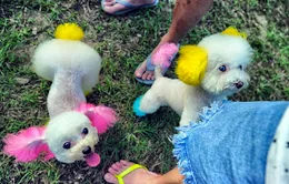 Những chú chó được nuông chiều nhất Hồng Kông