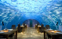 Ăn trưa với cá mập, cá đuối gai độc và rùa vây quanh ở Maldives