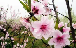 “Khúc giao mùa” ngọt ngào