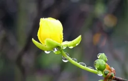 "Thì thầm mùa xuân"