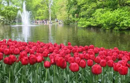 Keukenhof - Điểm đến không thể bỏ qua tại Hà Lan