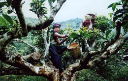 Khám phá những đặc sản ở Suối Giàng, Yên Bái