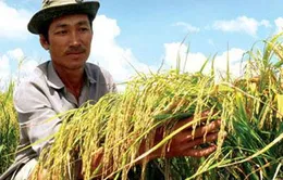 THTT: Lễ trao giải cuộc thi viết về Nông nghiệp (20h05, 11/3, VTV1)