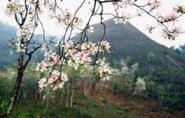 THTT: Hoa Ban khoe sắc  (20h00, 13/3, VTV2)