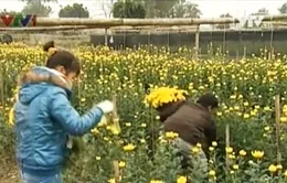 Tây Tựu chuẩn bị vụ hoa Tết