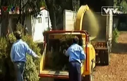 Mexico: Tái chế cây thông Noel nhằm bảo vệ môi trường