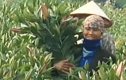 Hà Nội: Nhiều vườn hoa ly bạc tỷ dịp Tết