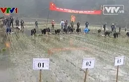 Tưng bừng Lễ hội Lồng Tồng, Thái Nguyên