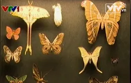 Đến triển lãm “Đêm” để cảm nhận sự thay đổi khí hậu