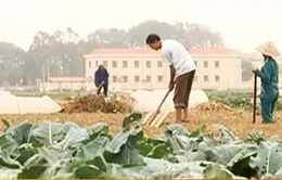 Hải Dương: Khi làng… không trồng lúa