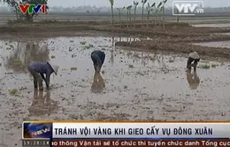 Thời tiết khắc nghiệt, tránh vội vàng khi gieo cấy vụ Đông Xuân