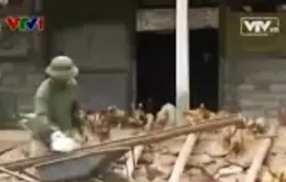 Cứ bán 1.000 con gà, nông dân lỗ 30 triệu đồng