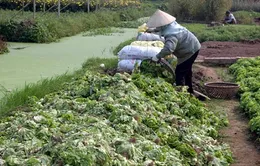Điệp khúc "được mùa mất giá" ở làng trồng rau VietGap