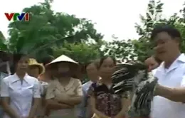 Vĩnh Phúc: Cả làng đi học phòng chống dịch cúm gia cầm