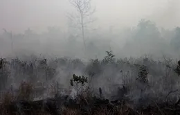 Indonesia đối phó với ô nhiễm sau cháy rừng